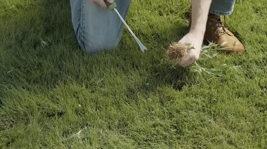 Hand-pulling a weed with a garden tool from a lawn