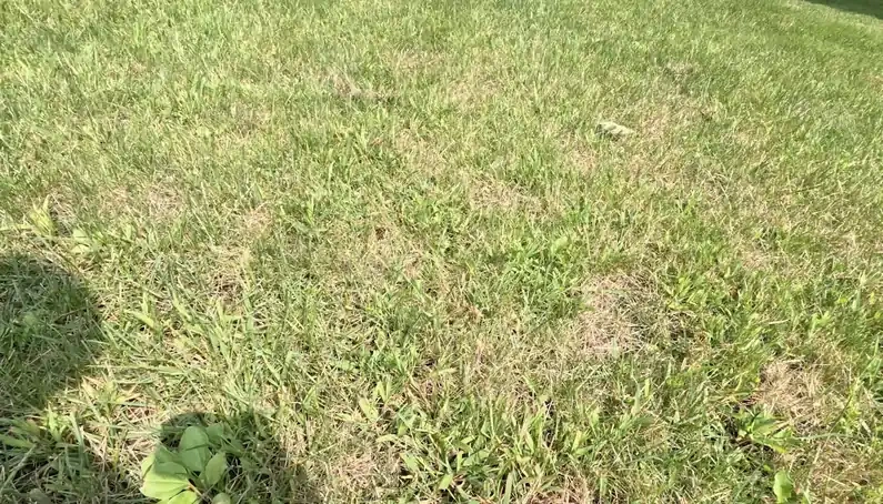 Lawn Disease & Fungus Treatment in Lincoln, NE