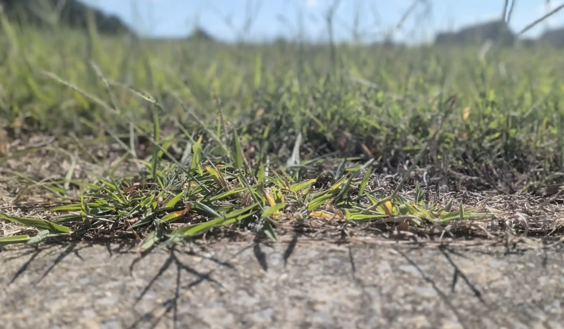 Crabgrass Prevention in Lincoln, NE